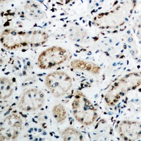 FGF18 antibody