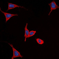 FZD9 antibody