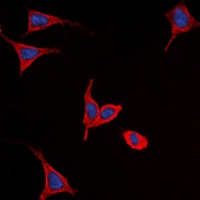 Anti-Frizzled 9 Antibody