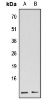 GBG5L Rabbit Polyclonal Antibody
