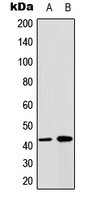 Connexin 43 Rabbit Polyclonal Antibody
