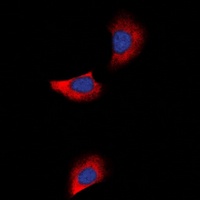 GJA1 antibody