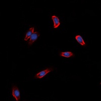 Anti-GPR97 Antibody