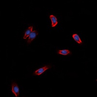 GPR97 antibody