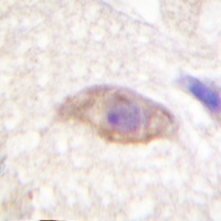 GRIN2B (Phospho-Y1474) antibody