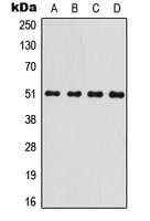 GSK3 alpha Antibody