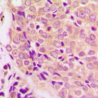 GSK3 alpha Antibody