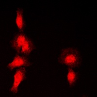HDAC7 (Phospho-S155) antibody