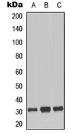 Histone H1 (Phospho-T17) Antibody