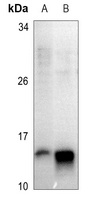 Histone H4 Antibody