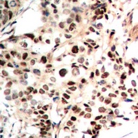 Histone H4 Antibody