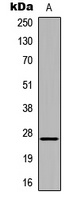 HOXA6 Antibody