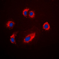 IGF2R antibody