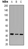 Beta-actin Mouse Monoclonal Antibody
