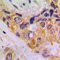 Anti-Beta-actin Antibody