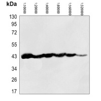 Beta-actin Antibody-HRP labled