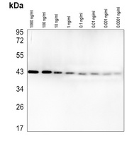 Anti-Beta-actin Antibody-HRP labled