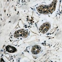 Anti-Beta-tubulin Antibody
