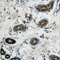 Anti-Beta-tubulin Antibody