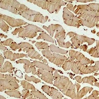 Anti-Beta3-tubulin Antibody