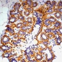 Anti-Beta-actin Antibody