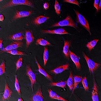 Anti-Beta-actin Antibody