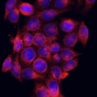 Anti-ATG5 Antibody