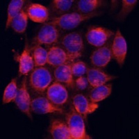 ATG5 antibody