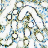 FGF2 antibody