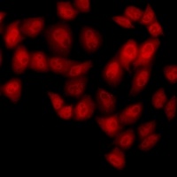 Anti-NUDT6 Antibody