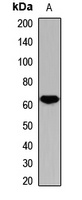 N-myc Rabbit Polyclonal Antibody