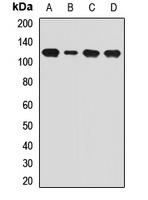 Dynamin 2 Rabbit Polyclonal Antibody