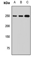 ZO1 Rabbit Polyclonal Antibody