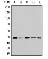 GATA2 Rabbit Polyclonal Antibody