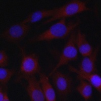 BIRC3 antibody