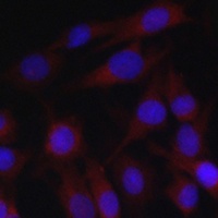 Anti-cIAP2 Antibody