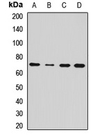 EAAT2 Rabbit Polyclonal Antibody