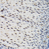 Anti-SFPQ Antibody