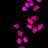 Anti-SFPQ Antibody