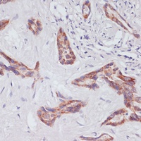 Anti-RAP1A Antibody