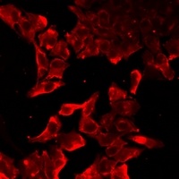 Anti-TLR7 Antibody