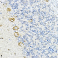 LRRC59 antibody