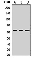 ZC3H15 Rabbit Polyclonal Antibody