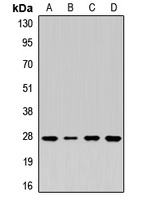 Syntaxin 8 Rabbit Polyclonal Antibody