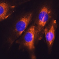 Anti-Dystroglycan Antibody