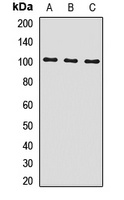 INSRR Rabbit Polyclonal Antibody