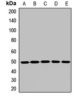 AP1-mu-1 Rabbit Polyclonal Antibody