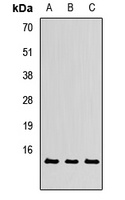 TXNL4A Antibody