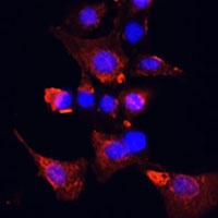 CLUH antibody