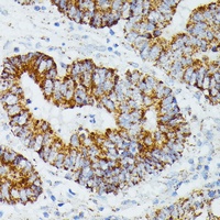 Anti-ETHE1 Antibody